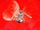 Erkek British Shorthair