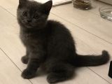 Erkek British Shorthair