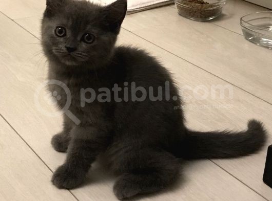Erkek British Shorthair görsel