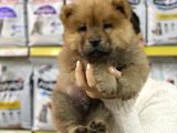 Chow Chow