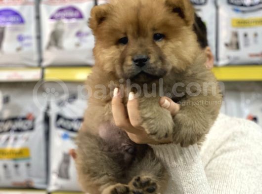 Chow Chow görsel