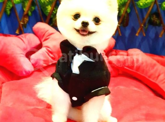 Safkan Teddy Bear Oğlumuz Yeni Yuvasını Arıyor görsel