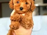 Irkının En İyisi Safkan Red Brown Toy Poodle Yavrumuz