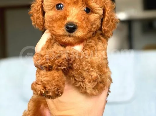 Irkının En İyisi Safkan Red Brown Toy Poodle Yavrumuz