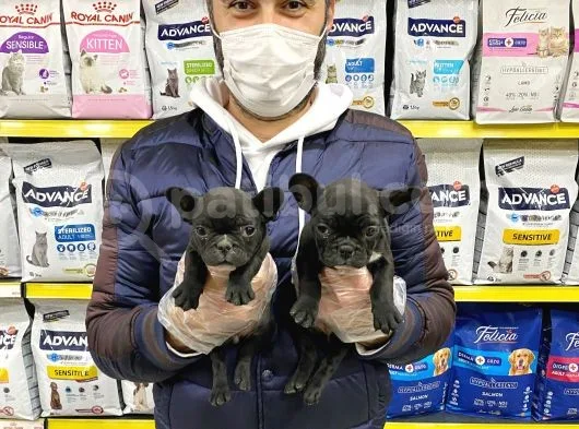 French Bulldog