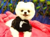 Safkan Teddy Bear Oğlumuz Yeni Yuvasını Arıyor