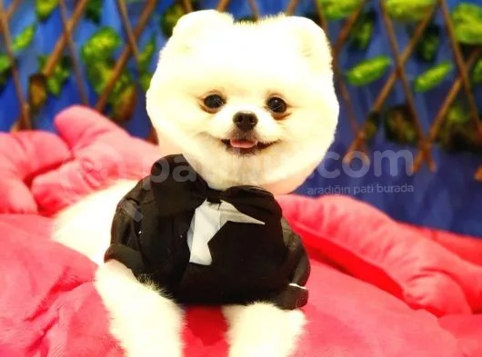 Safkan Teddy Bear Oğlumuz Yeni Yuvasını Arıyor