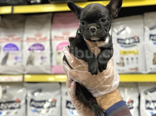 French Bulldog görsel