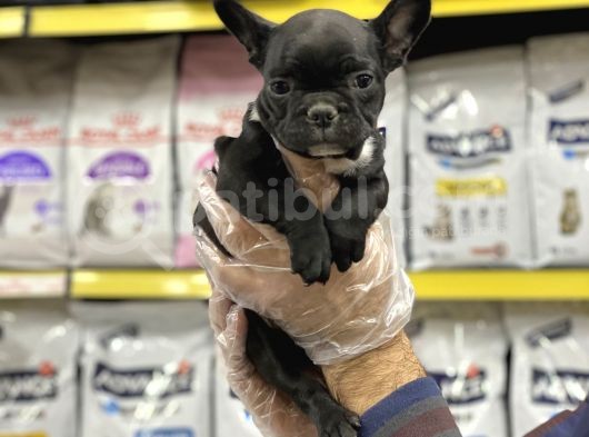 French Bulldog görsel