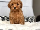Irkının En İyisi Safkan Red Brown Toy Poodle Yavrumuz