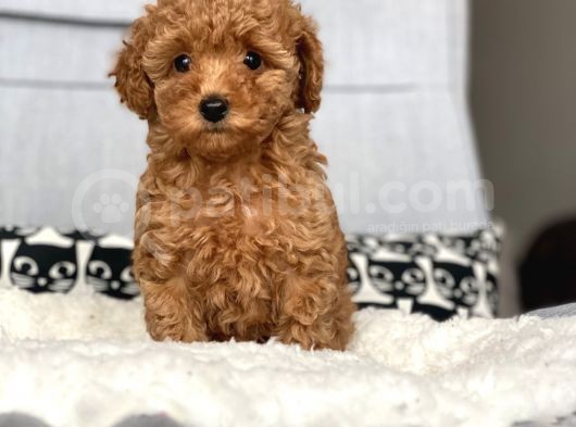 Irkının En İyisi Safkan Red Brown Toy Poodle Yavrumuz görsel
