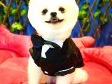 Safkan Teddy Bear Oğlumuz Yeni Yuvasını Arıyor