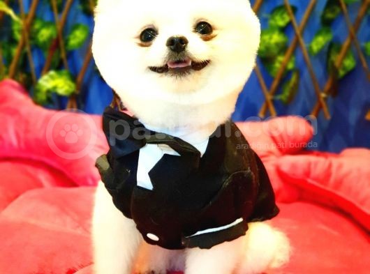Safkan Teddy Bear Oğlumuz Yeni Yuvasını Arıyor görsel