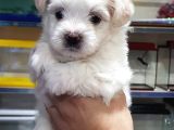 Maltese Terrier Yavrularimiz