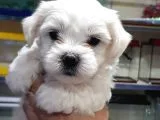 Maltese Terrier Yavrularimiz