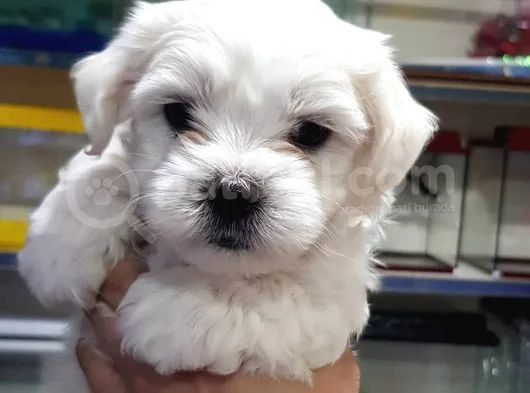 Maltese Terrier Yavrularimiz