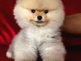 Show Kalite Orjinal Pomeranian Miniklerimiz