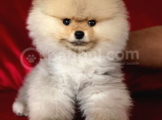 Show Kalite Orjinal Pomeranian Miniklerimiz görsel