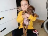 Doberman Kızıl Erkek Yavrularımız