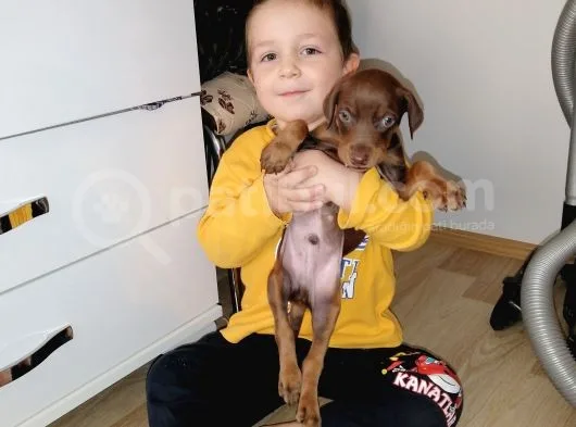 Doberman Kızıl Erkek Yavrularımız