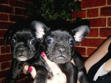 French Bulldog Yavrularımız