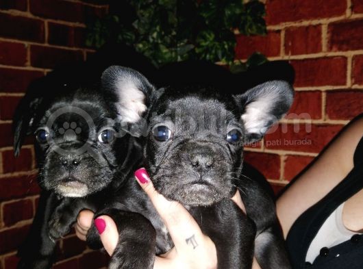 French Bulldog Yavrularımız görsel