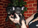 French Bulldog Yavrularımız
