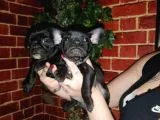 French Bulldog Yavrularımız