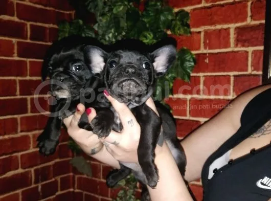 French Bulldog Yavrularımız