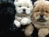Chow Chow (Çin Aslanı) Yavruları