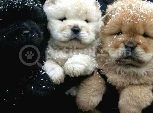 Chow Chow (Çin Aslanı) Yavruları