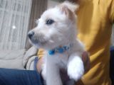 Maltese Terrier