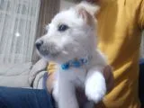 MALTESE TERRIER