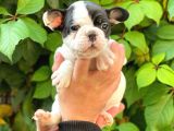 Si̇yah Beyaz Di̇şi̇ French Bulldog Yavrumuz