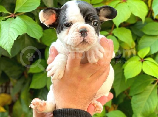 Si̇yah Beyaz Di̇şi̇ French Bulldog Yavrumuz görsel