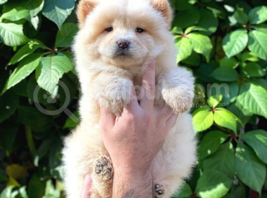 Safkan Dişi Chow Chow Yavrumuz görsel