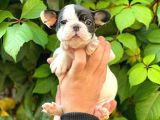 Si̇yah Beyaz Di̇şi̇ French Bulldog Yavrumuz