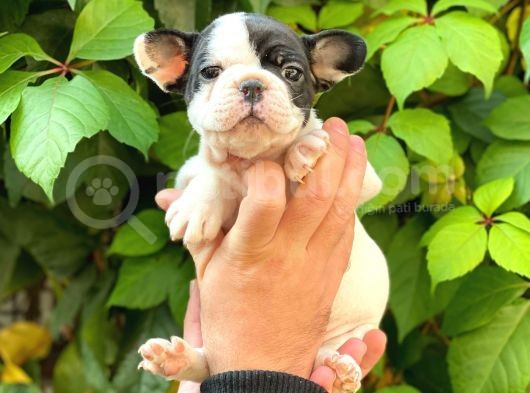 Si̇yah Beyaz Di̇şi̇ French Bulldog Yavrumuz görsel