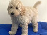 Minyatür Apricot Poodle Erkek Yavrumuz
