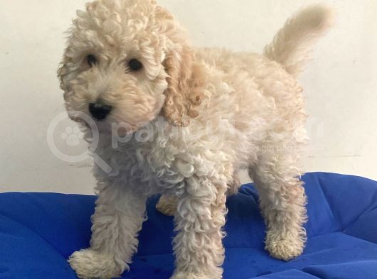 Minyatür Apricot Poodle Erkek Yavrumuz görsel