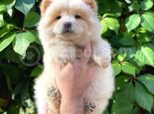 Safkan Dişi Chow Chow Yavrumuz görsel