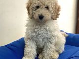 Minyatür Apricot Poodle Erkek Yavrumuz