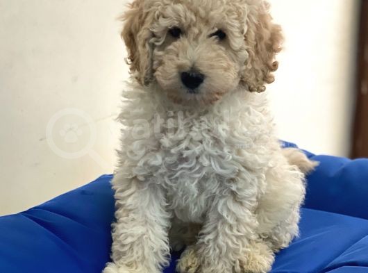 Minyatür Apricot Poodle Erkek Yavrumuz görsel