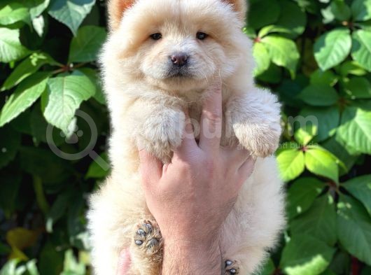 Safkan Dişi Chow Chow Yavrumuz görsel