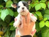 SİYAH BEYAZ DİŞİ FRENCH BULLDOG YAVRUMUZ