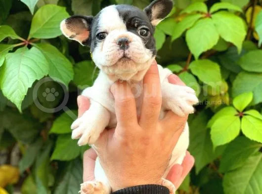 Si̇yah Beyaz Di̇şi̇ French Bulldog Yavrumuz