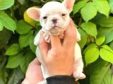 BEYAZ DİŞİ FRENCH BULLDOG YAVRUMUZ