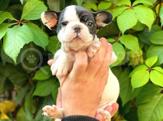 Si̇yah Beyaz Di̇şi̇ French Bulldog Yavrumuz görsel
