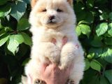 Muhteşem Chow Chow Yavrularımız