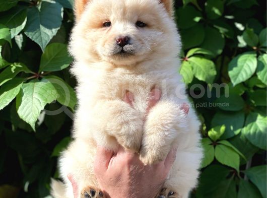 Muhteşem Chow Chow Yavrularımız görsel